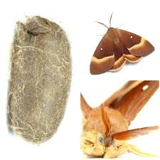 Attēlu rezultāti vaicājumam “Lasiocampa quercus”