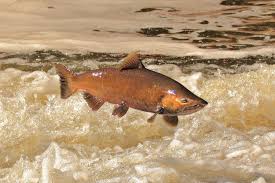 Image result for Oncorhynchus tshawytscha