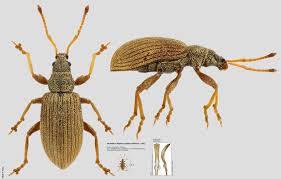 Attēlu rezultāti vaicājumam “Phyllobius”