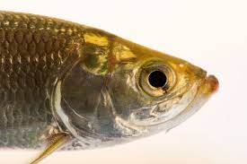 Image result for Megalops atlanticus