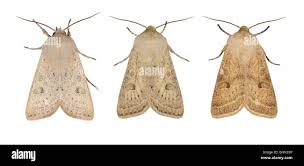 Attēlu rezultāti vaicājumam “Orthosia gracilis”