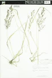 Attēlu rezultāti vaicājumam “Agrostis stolonifera”