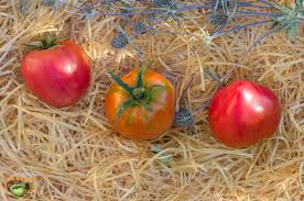 Afbeeldingsresultaat voor anna russian tomato