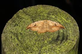 Attēlu rezultāti vaicājumam “Drepana falcataria”