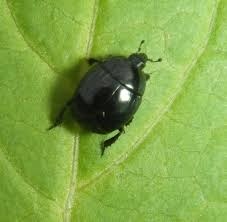 Attēlu rezultāti vaicājumam “Histeridae”