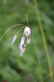 Attēlu rezultāti vaicājumam “Eriophorum latifolium fruit”