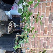 Attēlu rezultāti vaicājumam “Rubus nessensis”