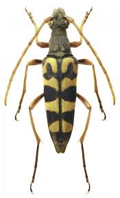 Attēlu rezultāti vaicājumam “Leptura annularis”