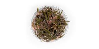 Attēlu rezultāti vaicājumam “Cribraria ferruginea macro”