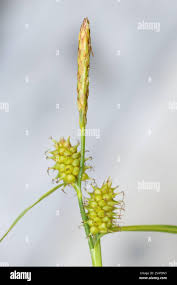 Attēlu rezultāti vaicājumam “Carex viridula flower”