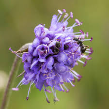 Image result for Succisa pratensis