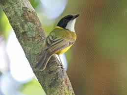 Attēlu rezultāti vaicājumam “Lycogala persicum macro”