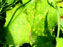 Attēlu rezultāti vaicājumam “Puccinia poarum”