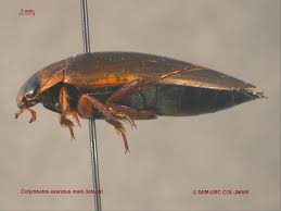 Attēlu rezultāti vaicājumam “Colymbetes paykulli”