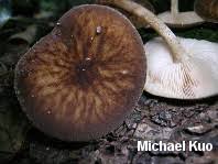 Attēlu rezultāti vaicājumam “Pluteus umbrosus”