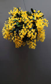 Attēlu rezultāti vaicājumam “Didymium aggregatum”