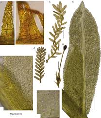 Attēlu rezultāti vaicājumam “Fissidens”