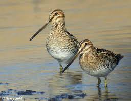 Attēlu rezultāti vaicājumam “Gallinago gallinago eggs”