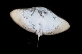 Image result for Gymnura altavela