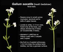 Attēlu rezultāti vaicājumam “Galium rivale fruit”