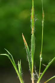 Attēlu rezultāti vaicājumam “Luzula pilosa bud”