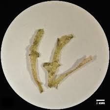 Attēlu rezultāti vaicājumam “Riccardia incurvata”