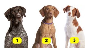 Image result for Pointers