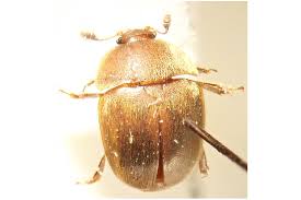 Attēlu rezultāti vaicājumam “Cychramus luteus”