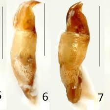 Attēlu rezultāti vaicājumam “Hoplia parvula imago”