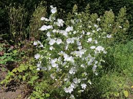 Attēlu rezultāti vaicājumam “Malva moschata alba”