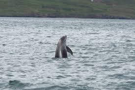 Image result for Lagenorhynchus albirostris