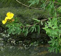 Attēlu rezultāti vaicājumam “Pentaphylloides fruticosa leaf”