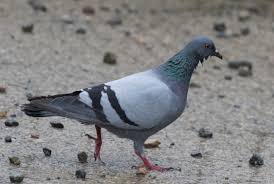 Attēlu rezultāti vaicājumam “Columba livia f. domestica adult”