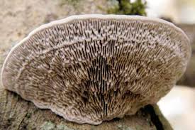 Attēlu rezultāti vaicājumam “Daedaleopsis confragosa”