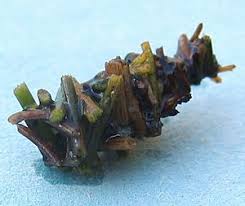 Attēlu rezultāti vaicājumam “Trichoptera egg mass”