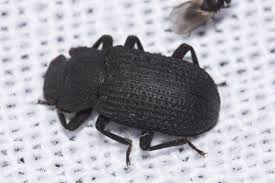 Attēlu rezultāti vaicājumam “Bolitophagus reticulatus imago”