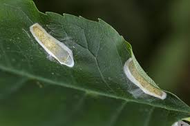 Attēlu rezultāti vaicājumam “Gracillaria syringella larva”