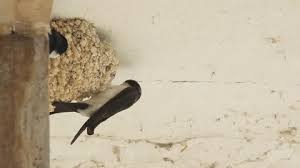 Attēlu rezultāti vaicājumam “Delichon urbicum nest”