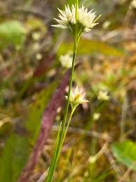 Attēlu rezultāti vaicājumam “Rhynchospora alba flower”