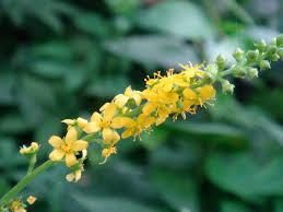 Attēlu rezultāti vaicājumam “Agrimonia pilosa flower”