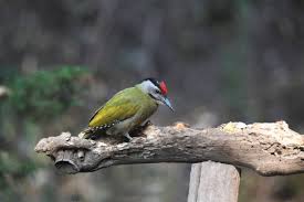 Attēlu rezultāti vaicājumam “Picus canus”