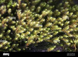 Attēlu rezultāti vaicājumam “Hedwigia ciliata”