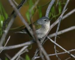 Image result for Vermivora peregrina