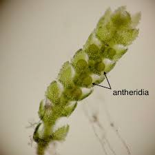 Attēlu rezultāti vaicājumam “Cephalozia bicuspidata sporophyte”