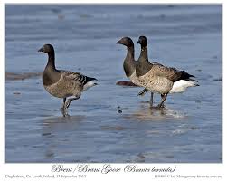 Attēlu rezultāti vaicājumam “Branta bernicla adult”