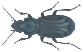 Attēlu rezultāti vaicājumam “Pterostichus melanarius”