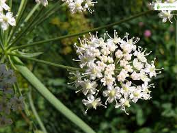 Attēlu rezultāti vaicājumam “Laserpitium latifolium leaf”