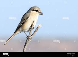 Image result for Lanius isabellinus