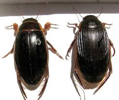 Attēlu rezultāti vaicājumam “Dytiscus dimidiatus”