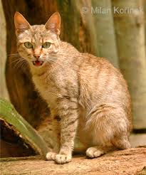 Attēlu rezultāti vaicājumam “Felis silvestris catus adult”